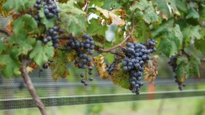 historia del vino en argentina