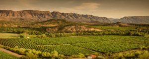 vinos en bolivia