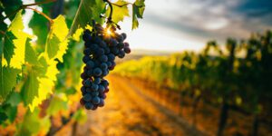 Beautiful,Sunset,Over,Tuscan,Vineyards.