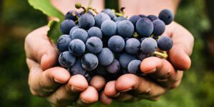 ,Hands,With,Freshly,Harvested