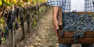 Close,Up,Of,Male,Farmer,Or,Winemaker,Is,Walking,In