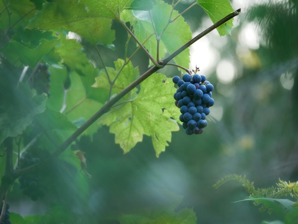 uvas