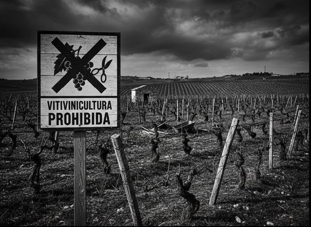 Vino Injusto de BordeRío: La Historia de Resistencia que Revoluciona el Vino Entrerriano 1 imagen 2