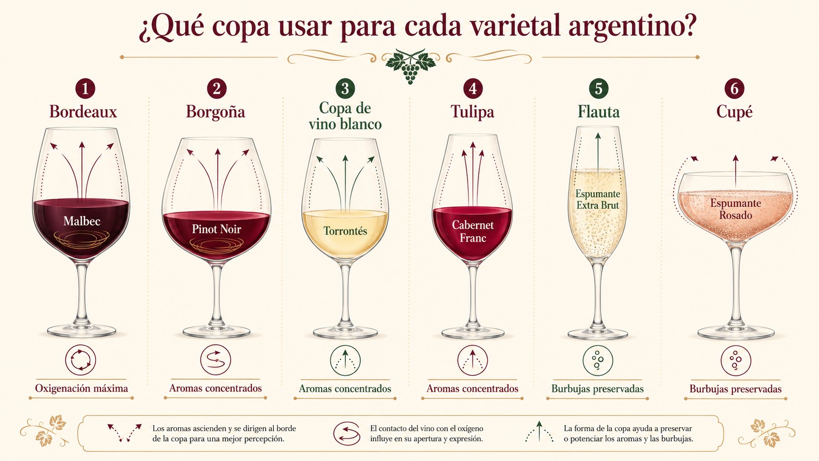 ¿Qué copa usar para cada vino argentino? 1 copas para vinos argentinos diagrama explicativo