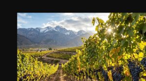 Mejores regiones para cultivar Pinot Noir en Argentina - Viñedo de Pinot Noir en la falda de la cordillera de los Andes, con racimos colgantes y el so