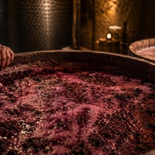 Fermentación del vino: significado, tipos y proceso - ilustracion