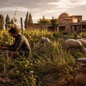 Vinos Biodinámicos en Mendoza: Las Bodegas Que Lideran - ilustracion