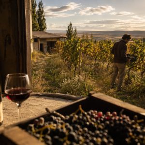 Vinos Orgánicos de la Patagonia: Guía de Bodegas Boutique - ilustracion