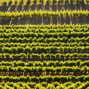 ¿Qué es el vino de parcelario?