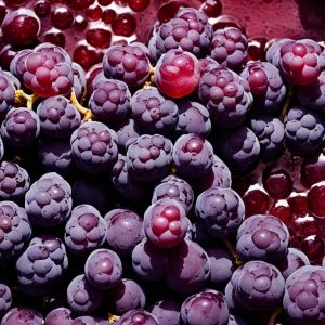 ¿Qué es el vino macerado?